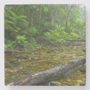 Steam in Forest, Knysna-Amatole-Montane Steinuntersetzer