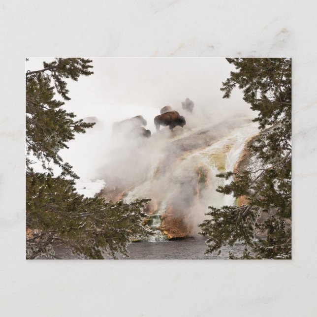 Steamy Bison Postcard Postkarte (Vorderseite)