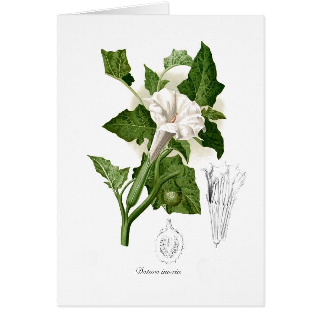 Stechapfel inoxia (Vorne)