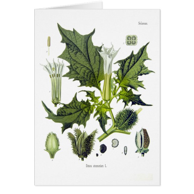 Stechapfel stramonium (Vorne)