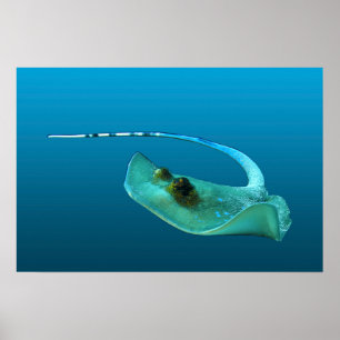 Stechrochen in Bewegung! Farbverlauf blauer Hinter Poster