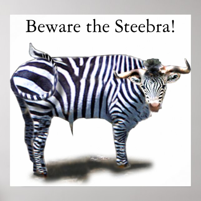 Steebra Poster (Vorne)
