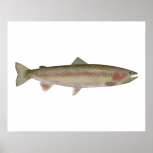 Steelhead - Spaziergang Poster