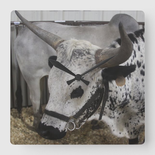 Steer Clock Quadratische Wanduhr (Vorderseite)