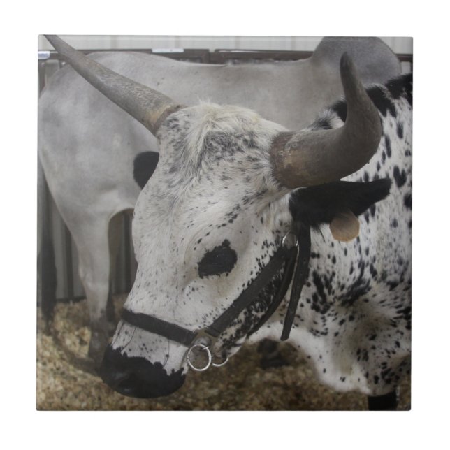 Steer Fliese (Vorderseite)