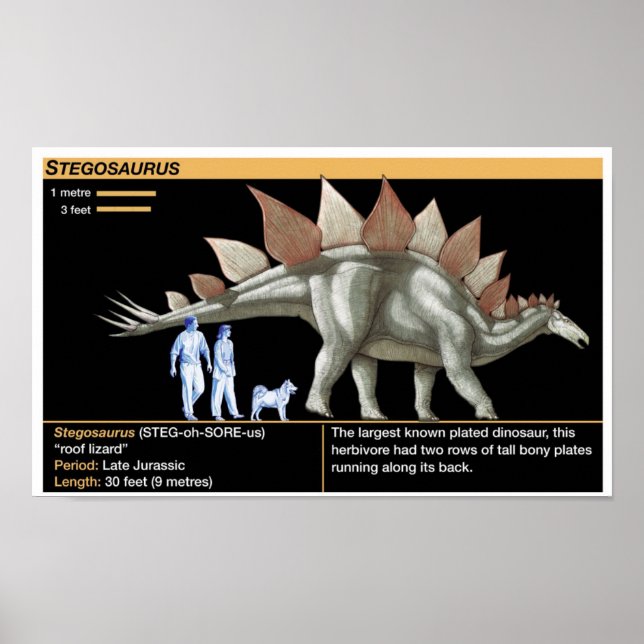 Stegosaurus - Biologie Dinosaurier-Zeitstrahl Poster (Vorne)