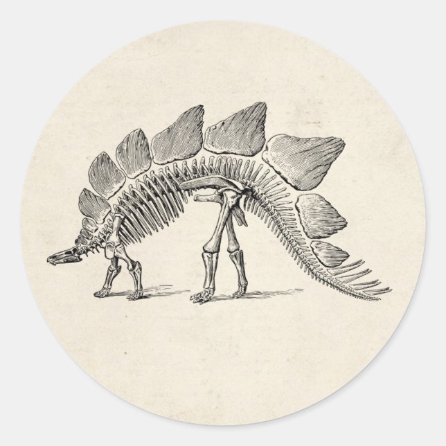 Stegosaurus Dinosaur Skeleton Fossil Runder Aufkleber (Vorderseite)