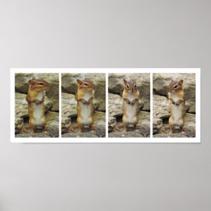 Stehend Chipmunk Poster