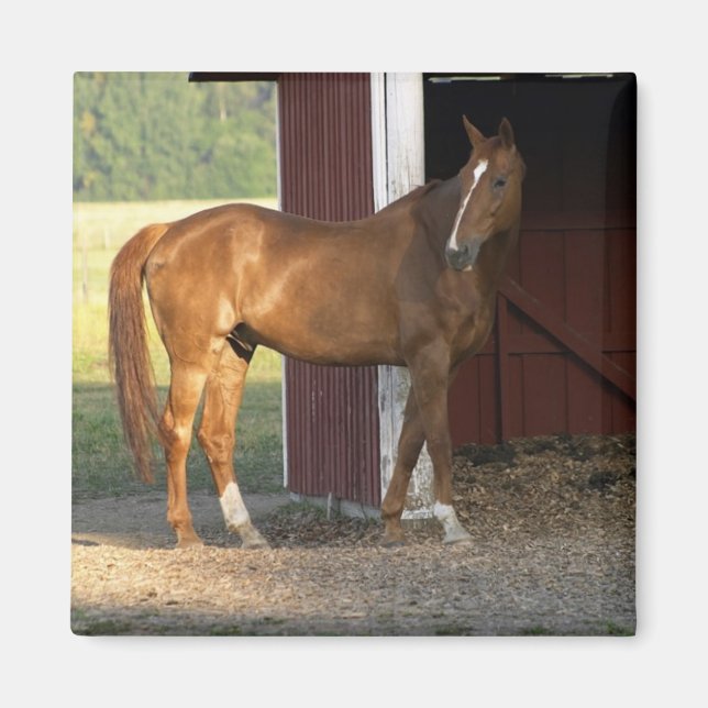 Stehend Kastanie Magnet (Vorne)