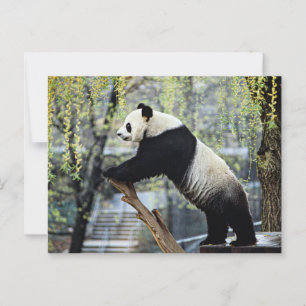 Stehend Panda Postkarte
