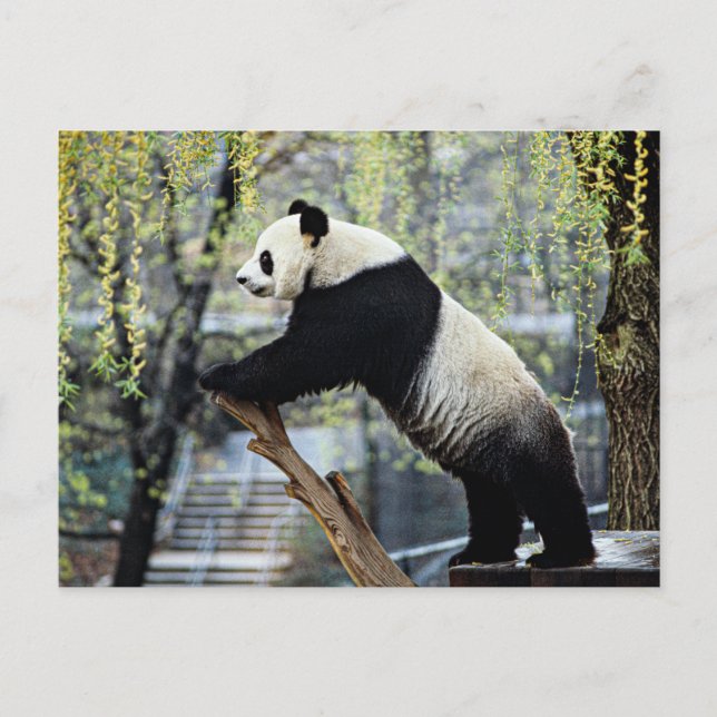 Stehend Panda Postkarte (Vorderseite)