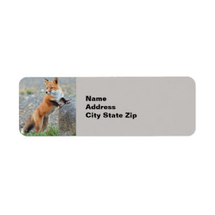 Stehend Red Fox