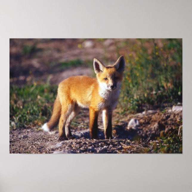 Stehend Red Fox Poster (Vorne)
