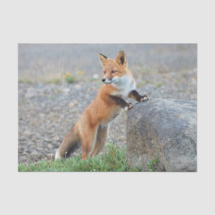 Stehend Red Fox Seidenpapier