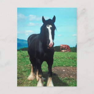 Stehend Shire Postkarte