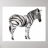 Stehend Zebra