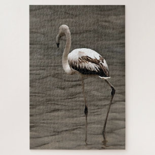 Stehende Alone Juvenile Flamingo Kunst