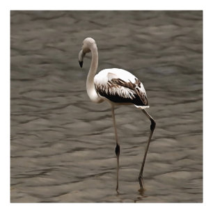 Stehende Alone Juvenile Flamingo Kunst Fotodruck