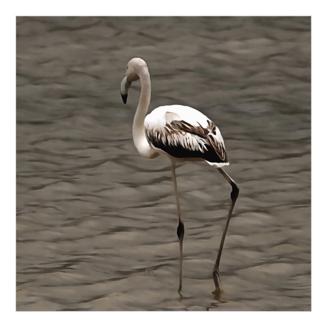 Stehende Alone Juvenile Flamingo Kunst Fotodruck (Vorne)