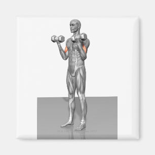 Stehende Biceps Curl 2 Magnet