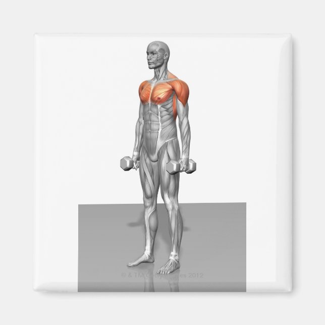 Stehende Biceps-Kurve Magnet (Vorne)