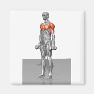 Stehende Bizeps-Locke Magnet