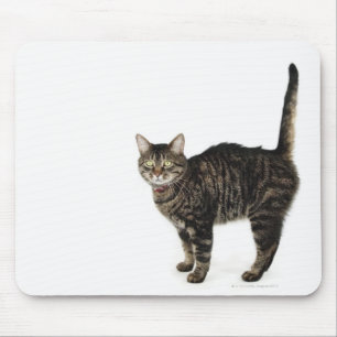 Stehende männliche Tablet-Katze Mousepad