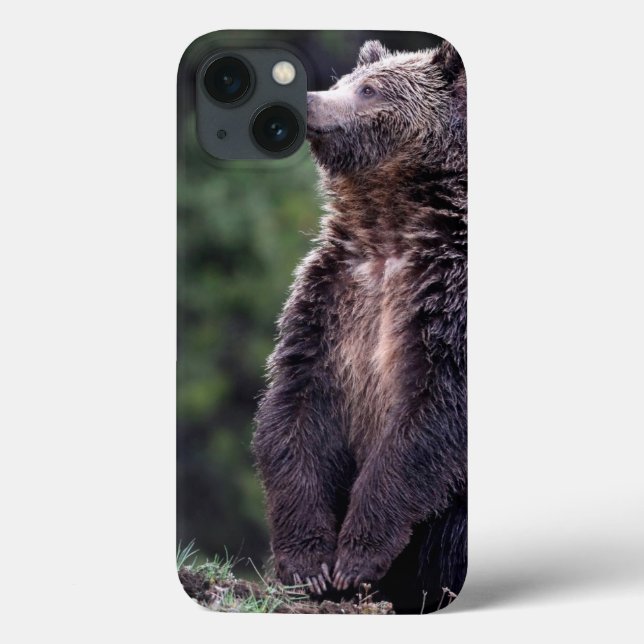 Stehender Grizzly-Bär Case-Mate iPhone Hülle (Rückseite)