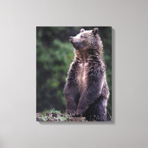 Stehender Grizzly-Bär Leinwanddruck