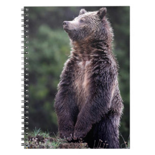 Stehender Grizzly-Bär Notizblock