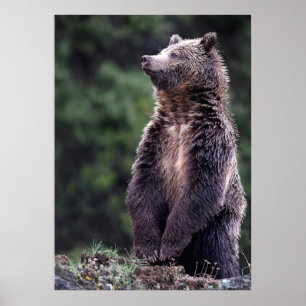 Stehender Grizzly-Bär Poster