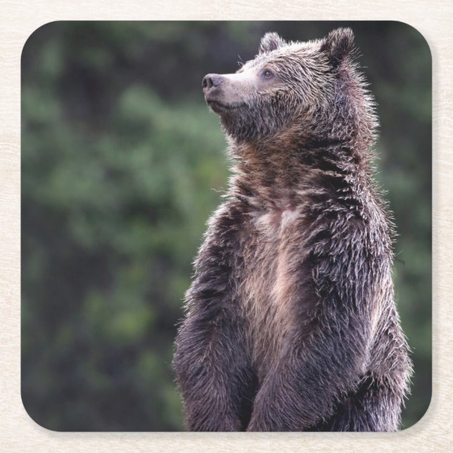 Stehender Grizzly-Bär Rechteckiger Pappuntersetzer (Vorderseite)