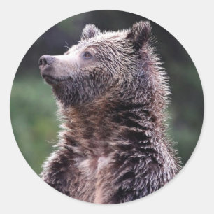 Stehender Grizzly-Bär Runder Aufkleber