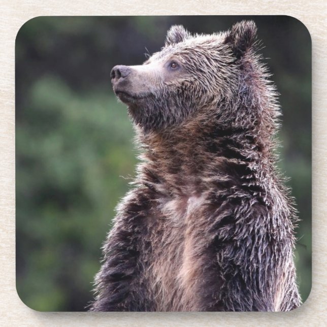 Stehender Grizzly-Bär Untersetzer (Vorderseite)