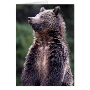 Stehender Grizzlybär
