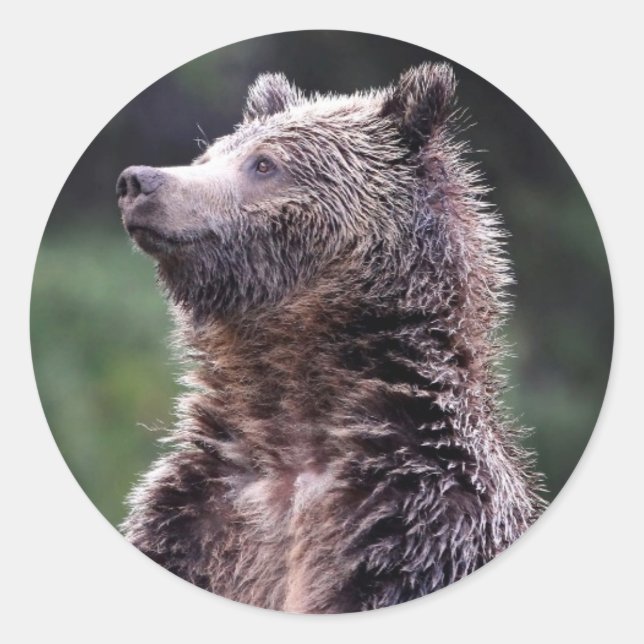 Stehender Grizzlybär Runder Aufkleber (Vorderseite)