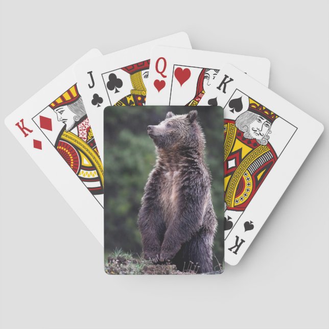 Stehender Grizzlybär Spielkarten (Rückseite)