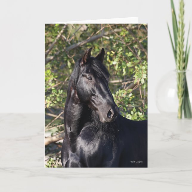 Stehender Headshot des Black Andalucian Horse Karte (Vorderseite)