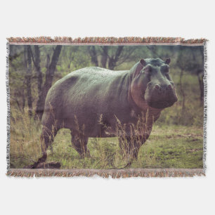 Stehender Hippo Posing bei der Kamera in Africa Fo Decke