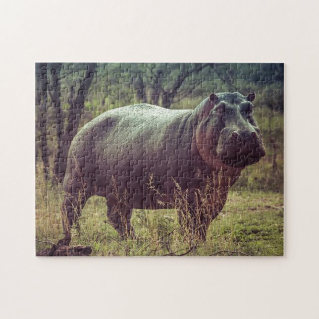 Stehender Hippo-Posing bei Kamera in Africa Foliag (Horizontal)