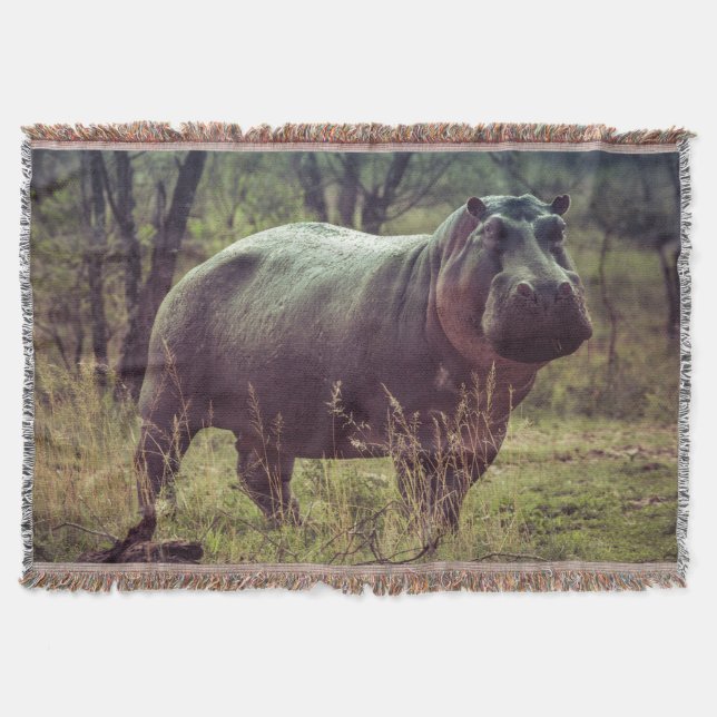 Stehender Hippo-Posing bei Kamera in Africa Foliag Decke (Vorderseite)