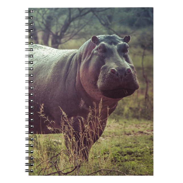 Stehender Hippo-Posing bei Kamera in Africa Foliag Notizblock (Vorderseite)