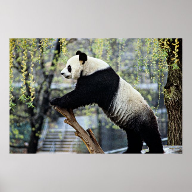 Stehender Panda Poster (Vorne)