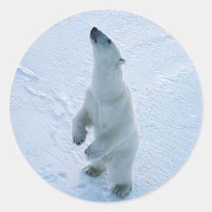 Stehender Polar Runder Aufkleber