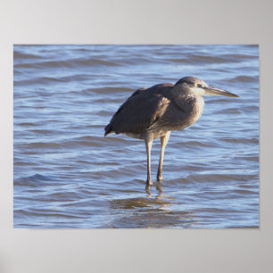 Stehender Vogel im Wasserposter Poster