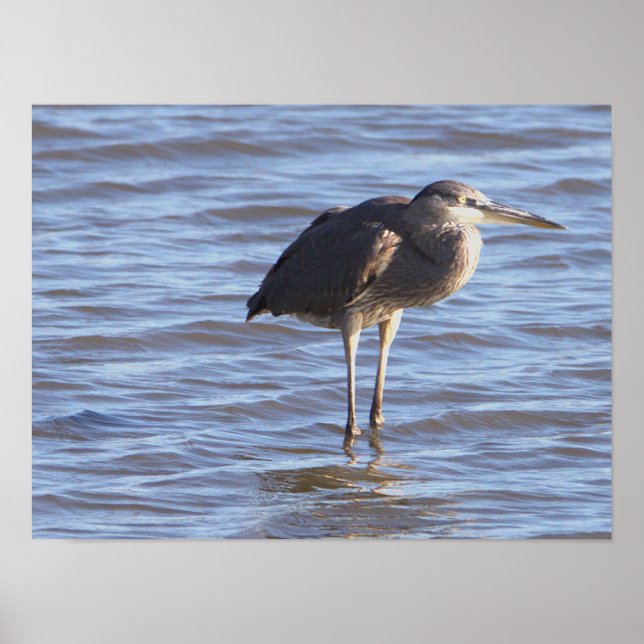 Stehender Vogel im Wasserposter Poster (Vorne)