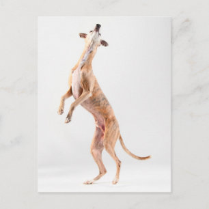 Stehender Whippet Postkarte