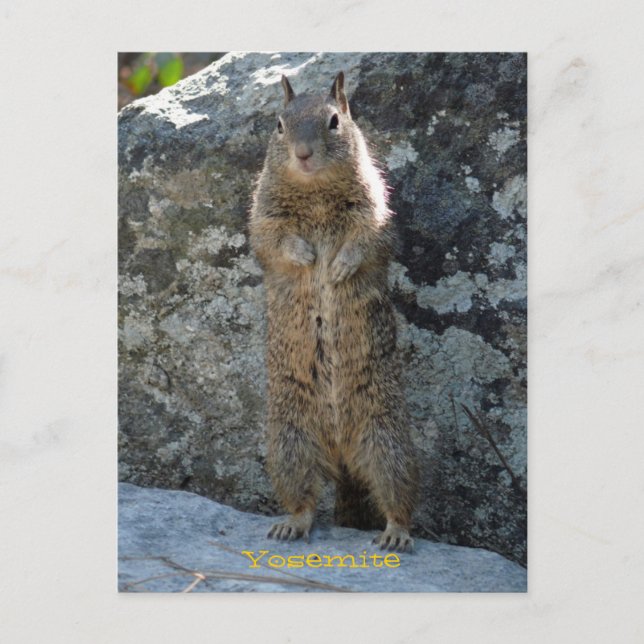 Stehendes Eichhörnchen Postkarte (Vorderseite)