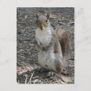 Stehendes Eichhörnchen Postkarte