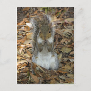 Stehendes Eichhörnchen Postkarte